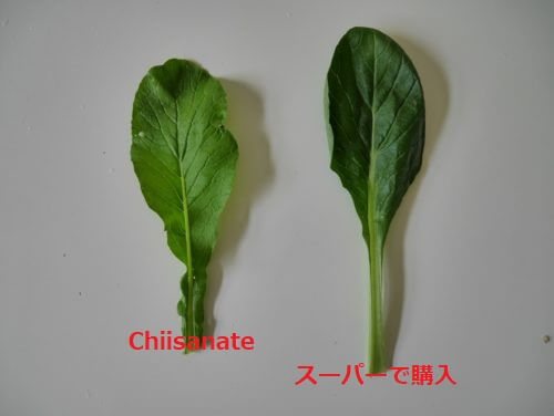 有機野菜の比較（小松菜）